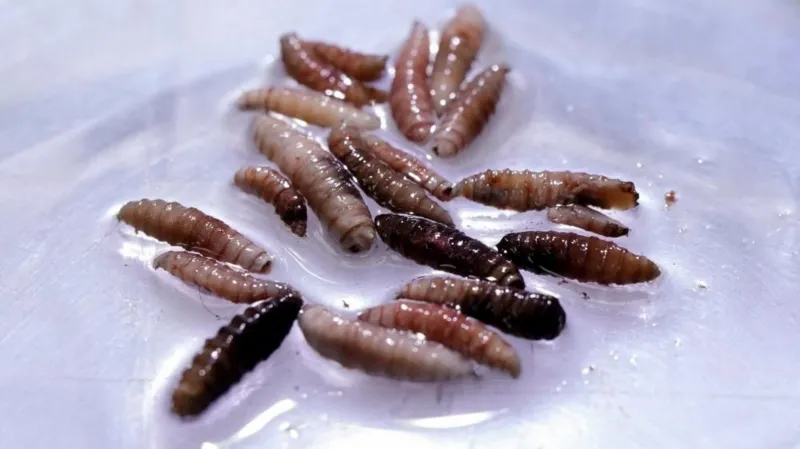 Alarm as Flesh-Eating Parasite Resurfaces in America After 60 Years