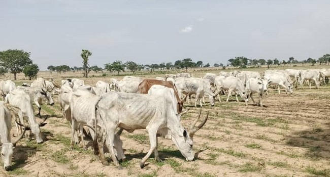 Police Foil Cattle Rustling Operation, Recover Livestock After Gun Battle in Katsina