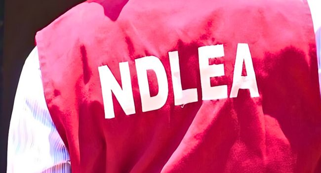 NDLEA Strikes Hard, Arrests Brazil-Based Businessman With Cocaine, Seizes Over One Tonne Of Cannabis In Taraba