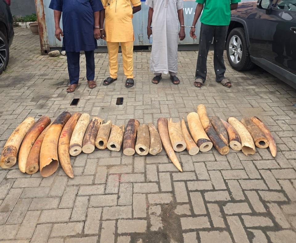 Customs Arrest Four Suspected Wildlife Traffickers, Seize Elephant Tusks Worth N126.39m