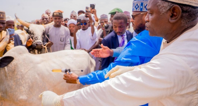 Katsina Begins Mass Livestock Vaccination Campaign as Radda Targets Disease Outbreaks